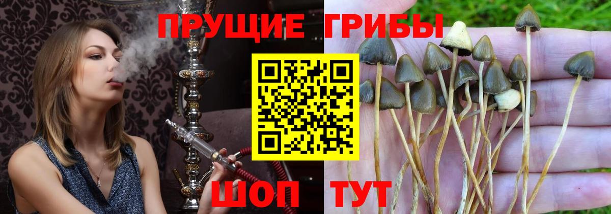 Галлюциногенные грибы GOLDEN TEACHER Советская Гавань